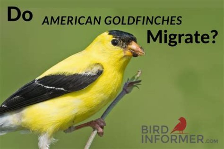 Do american goldfinch migrate?