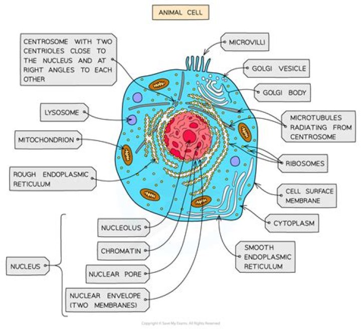 Do animal cells have protoplast?