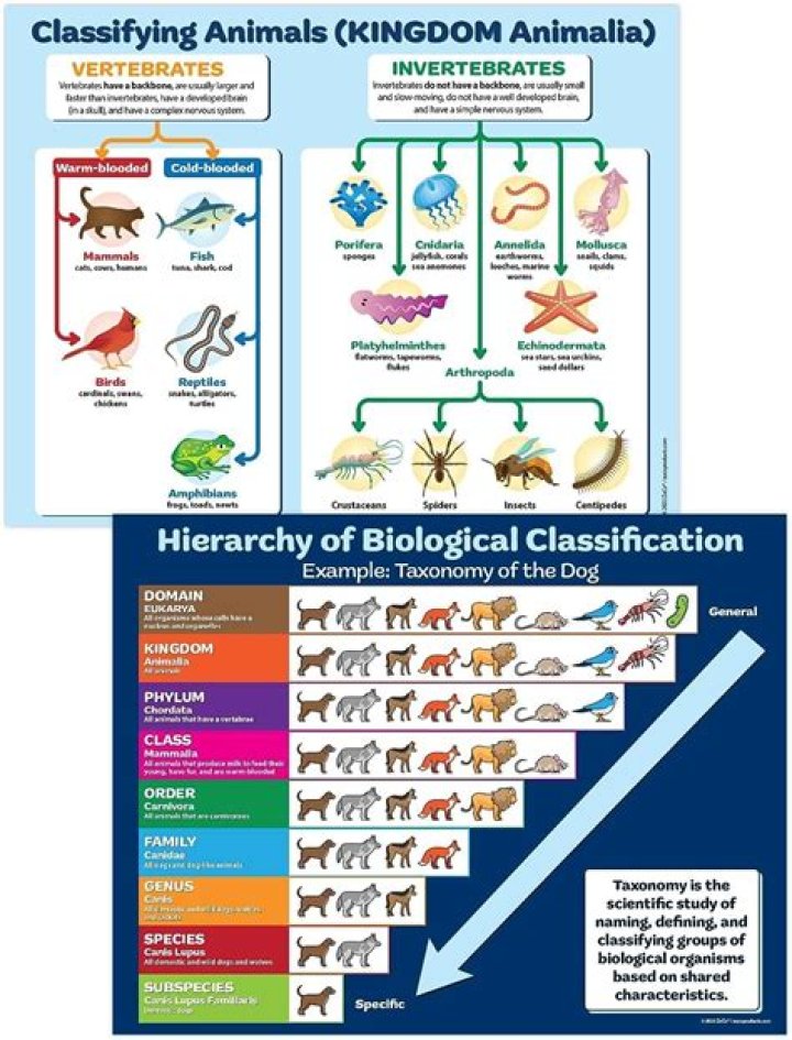 Do animals have hierarchies?