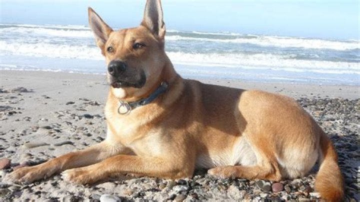 Do carolina dogs shed?