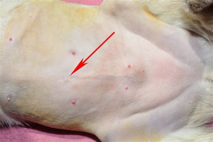 Do cats have belly buttons?