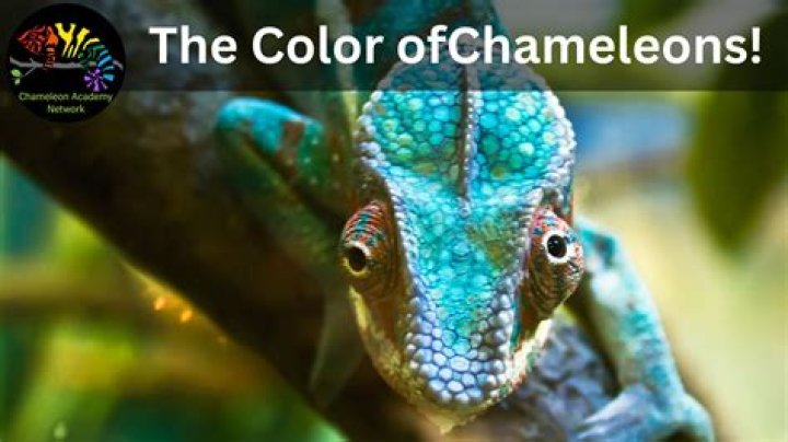 Do chameleons change color voluntarily?