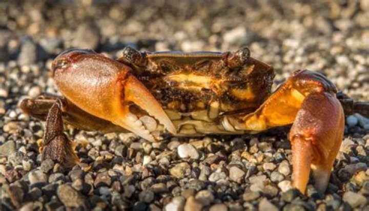Do claws grow back on crabs?