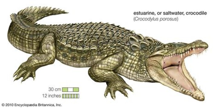 Do crocodiles have vertebrates?