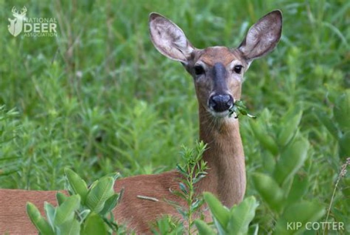 Do deer eat anise?