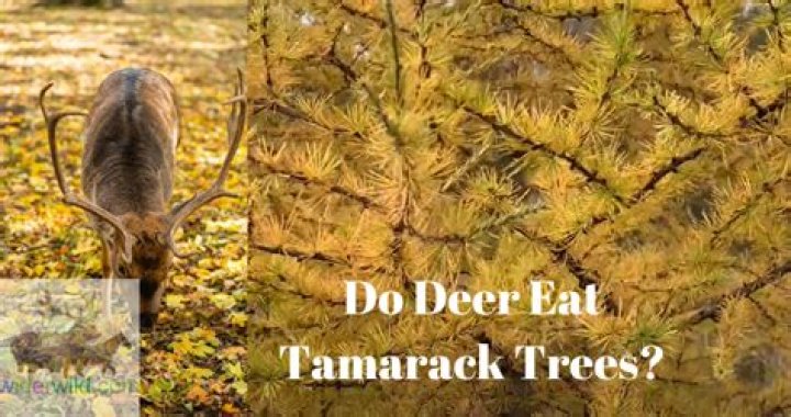 Do deer like tamarack trees?