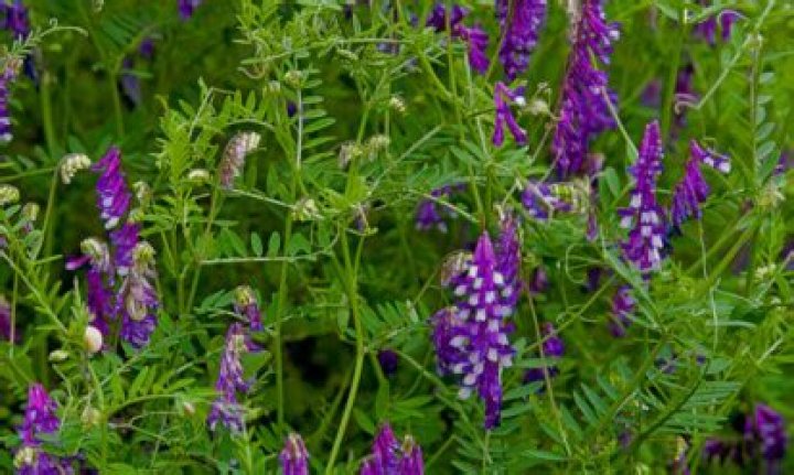 Do deer like vetch?