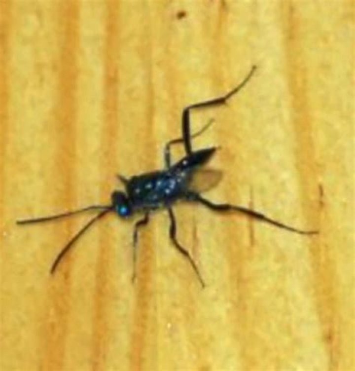 Do ensign wasps sting?