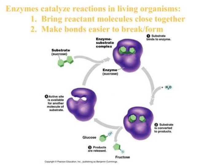 Do enzymes catalyze endergonic reactions?