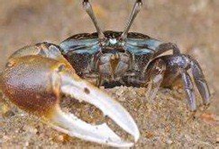 Do fiddler crabs hibernate?