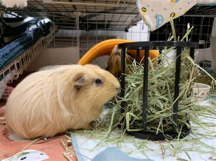 Do guinea pigs need a hay rack?