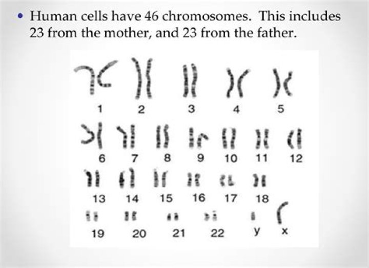 Do haploids have 46 chromosomes?