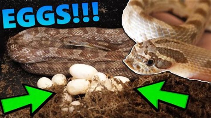 Do hognose snakes lay eggs?