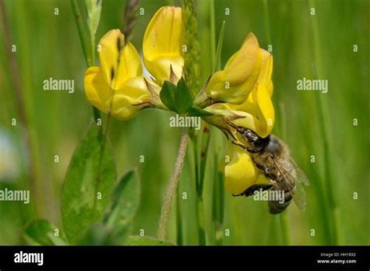 Do honey bees like birdsfoot trefoil?
