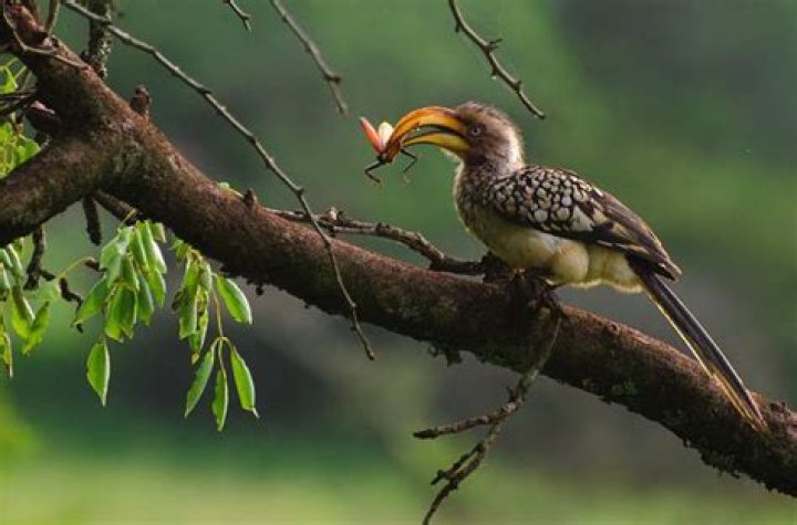 Do hornbills eat birds?