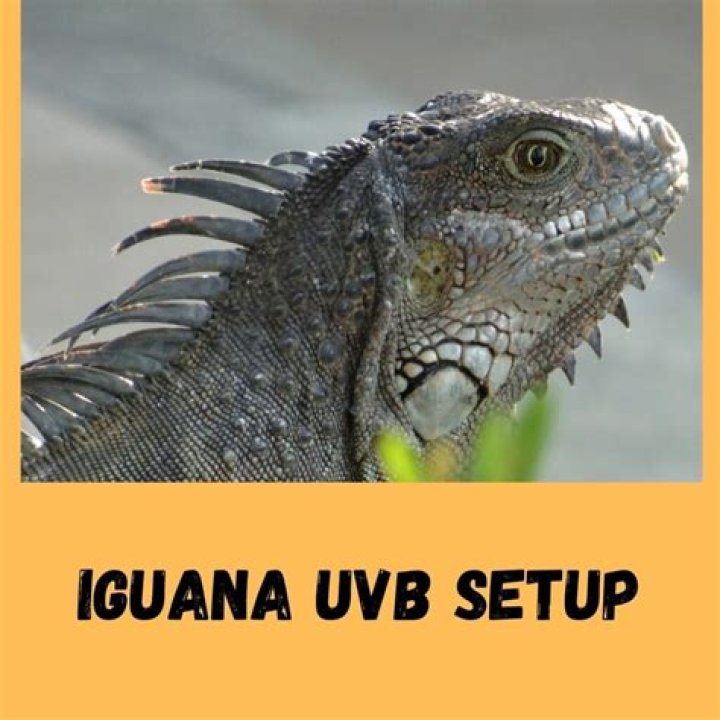 Do iguanas need uvb?