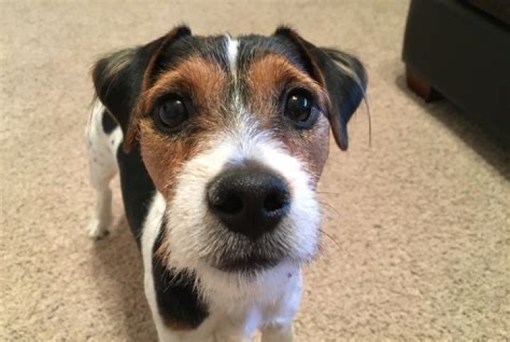 Do jack russell terriers bark a lot?