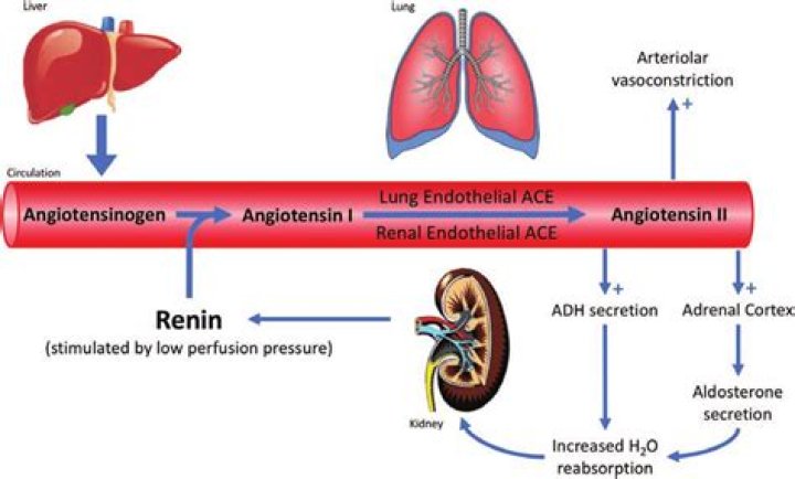 Do kidneys secrete angiotensin?