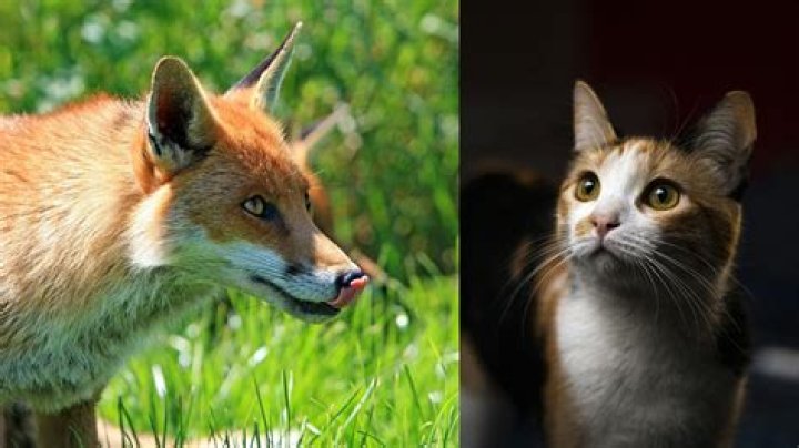 Do kit foxes eat cats?