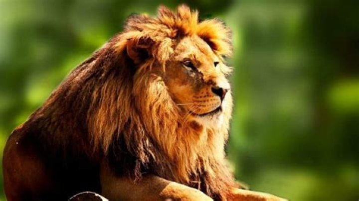 Do lions make good pets?