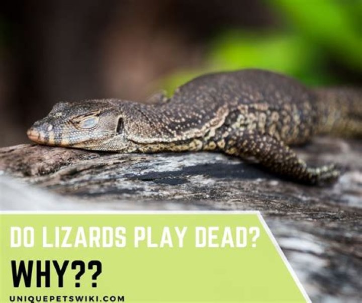 Do lizards pretend to be dead?