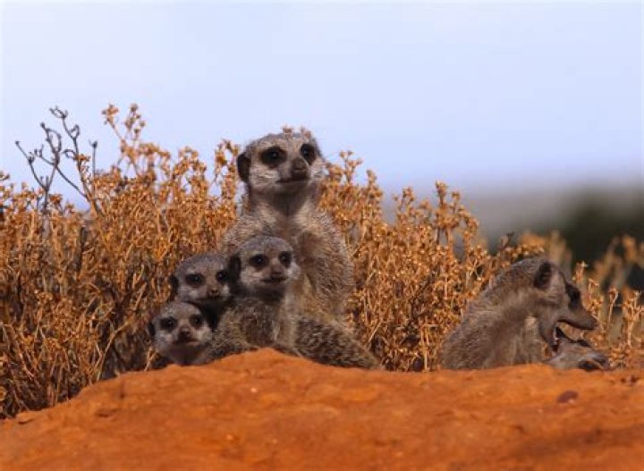 Do meerkats live in the desert?