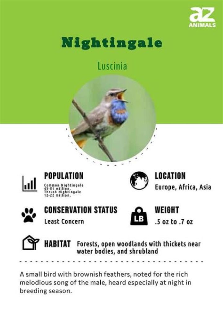 Do nightingales live in north america?