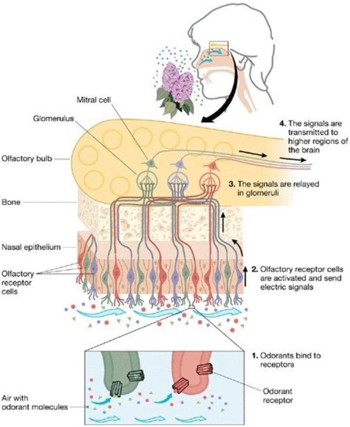 Do olfactory receptors regenerate?