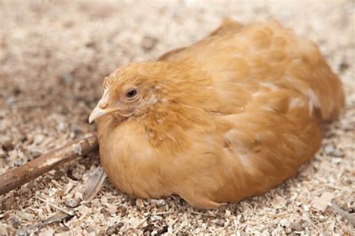 Do orpington chickens lay eggs?