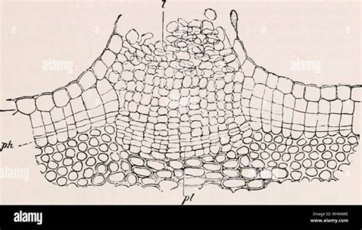 Do plants have lenticels?