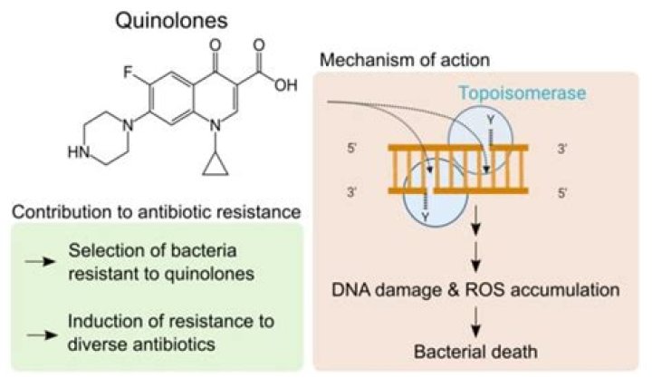 Do quinolones cover mrsa?