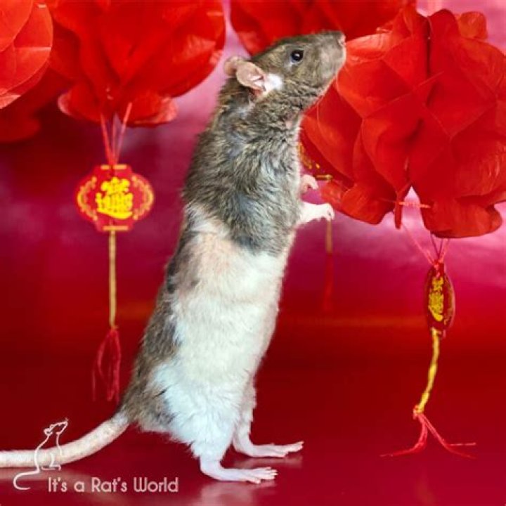 Do rat tails have scales?