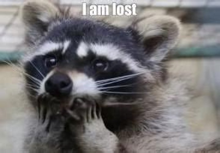 Do relocated raccoons survive?