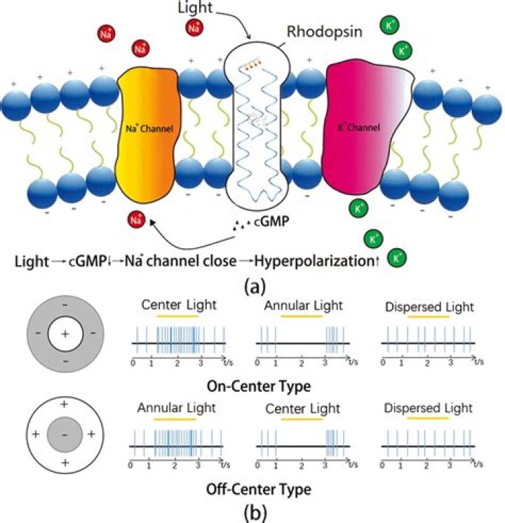Do rods hyperpolarize in the light?
