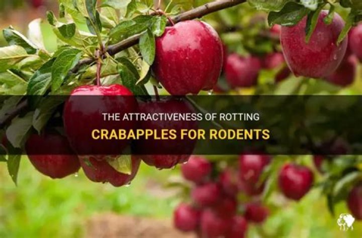 Do rotting apples attract rats?