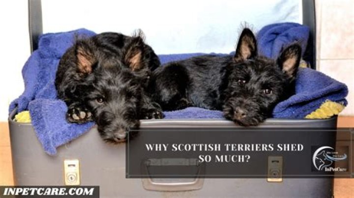 Do scottish terriers shed?