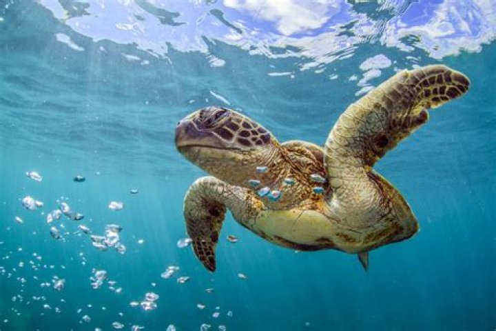 Do sea turtles live in the sunlit zone?
