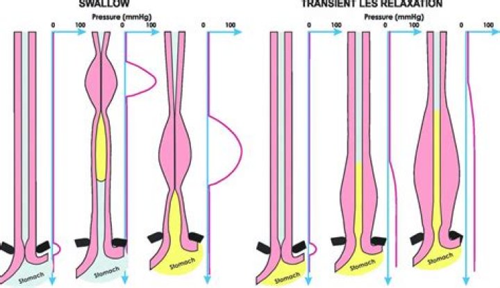 Do segmental and peristaltic movements differ?