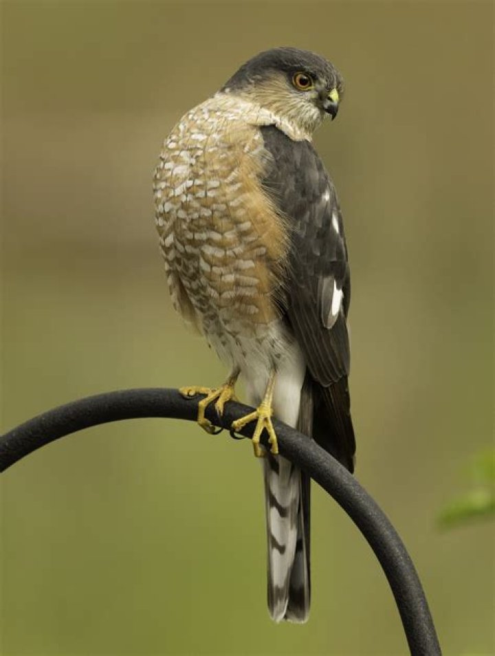 Do sharp shinned hawks eat chickens?