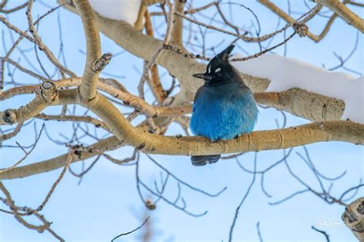 Do steller jays migrate in winter?