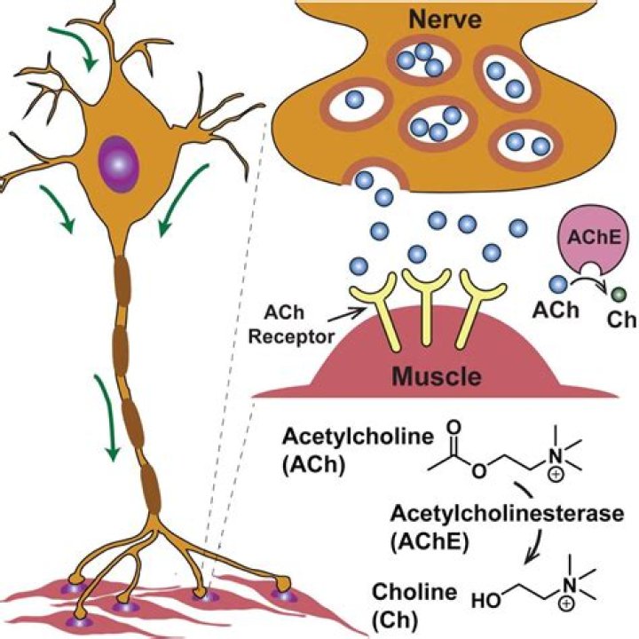 Do sympathetic postganglionic neurons release acetylcholine?