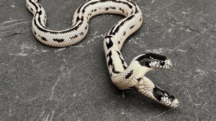 Do two headed snakes fight?