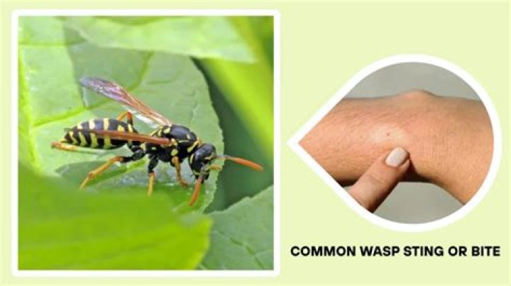 Do wasps intentionally sting?