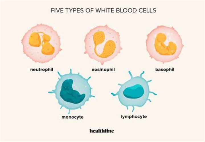 Do white blood cells have a cell wall?