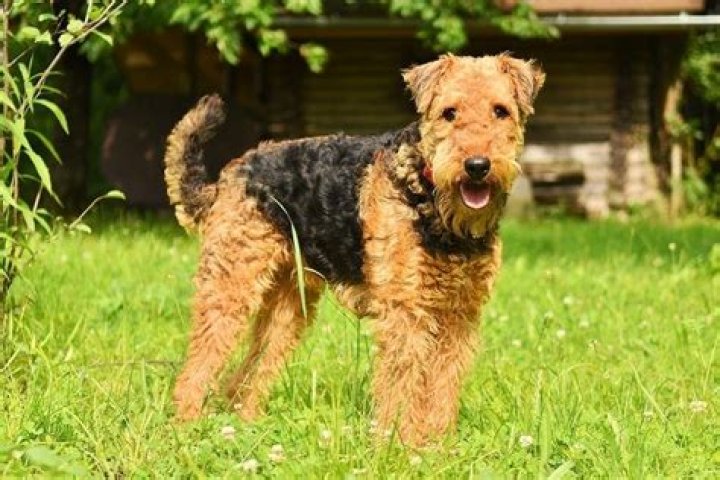 Do wire haired terrier shed?