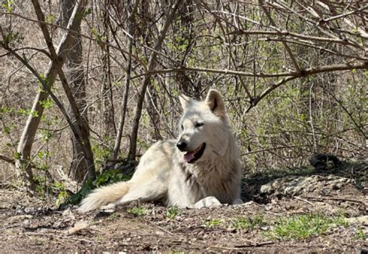 Do wolves have different howls?