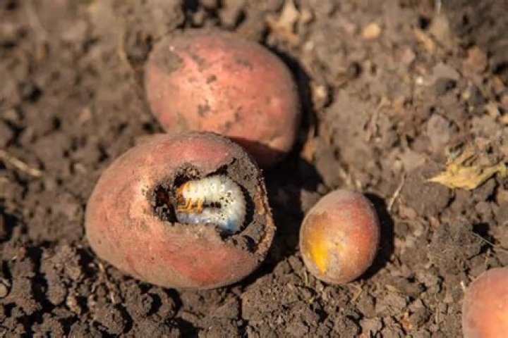 Do worm eat potatoes?