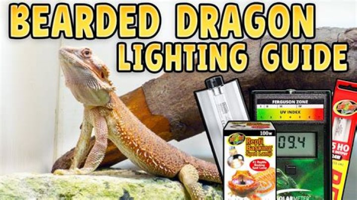 Does a bearded dragon need a red light?