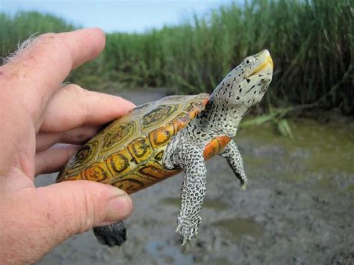 Does a terrapin grow?