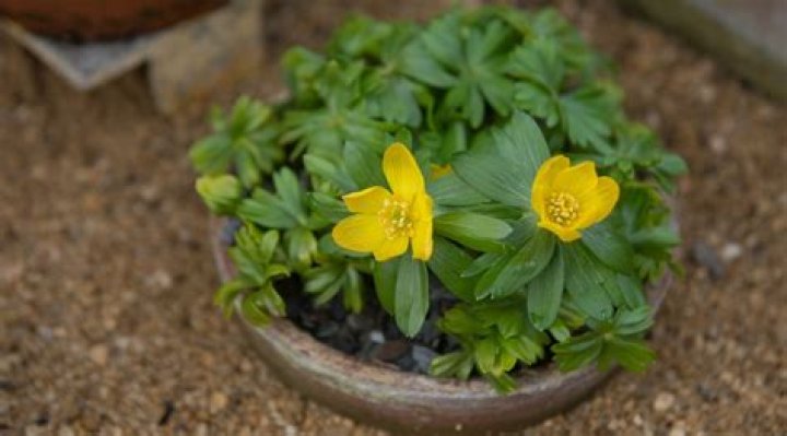 Does aconite grow in shade?